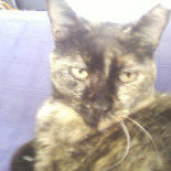 Freddy Julies English Bebida