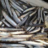 Bahia Aljarafe Bebida