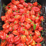 El Perro Verde Boisson