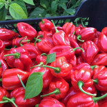 El Perro Verde Boisson