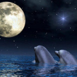 Utopía Hs Almensilla Getränk