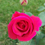 Nuevo Complejo Los Azores Boisson