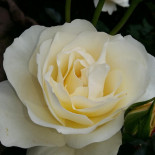 Nuevo Complejo Los Azores Boisson