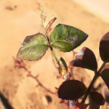 MesÓn- “c’ A GÜela” Boisson