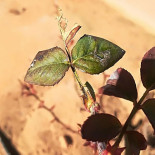 MesÓn- “c’ A GÜela” Boisson