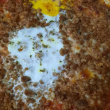 Pizzería Gondola Mocejón Comida