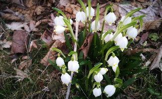 Hospoda U KrkoviČky Bebida