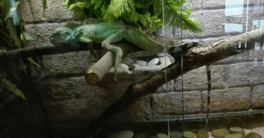 Hospoda U Kousala inside