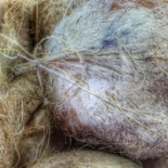 Indian Crown Tandoori Boisson