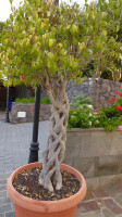 El Nogal outside