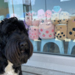 Alejandro Serrano Boisson