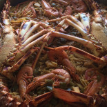 Broncemar Ii Nourriture