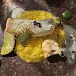 Area De Servicio La Vega food