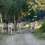 Refugi Gall Fer Exterior