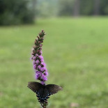Jasmine, Menjars I Dolços Àrabs Bebida