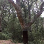 El Moli D'en Robert Exterior