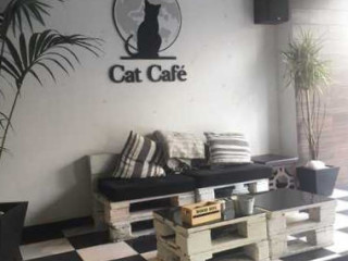 Cat Cafe