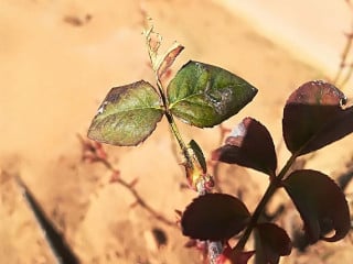 MesÓn- “c’ A GÜela”