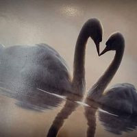 Los Cisnes