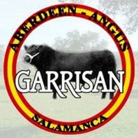 Aberdeen-angus Garrisan. Salamanca